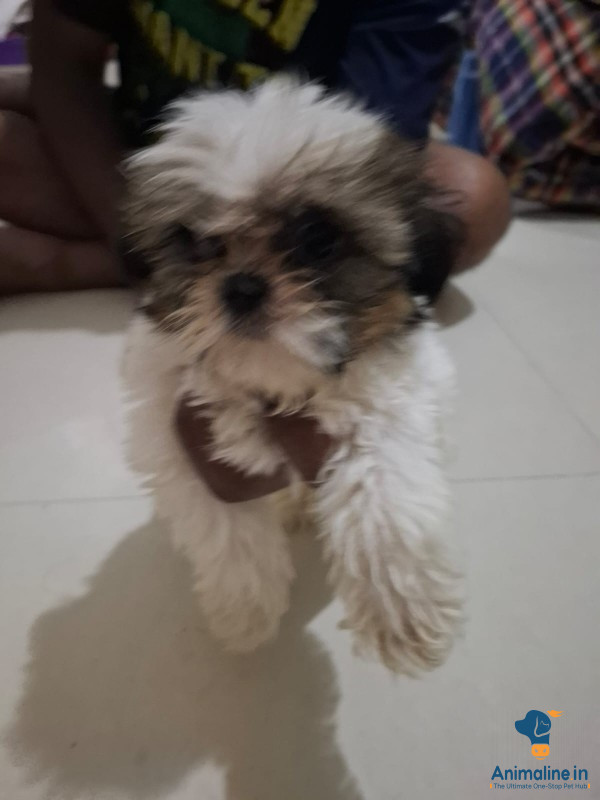 Puppies for immediate sale