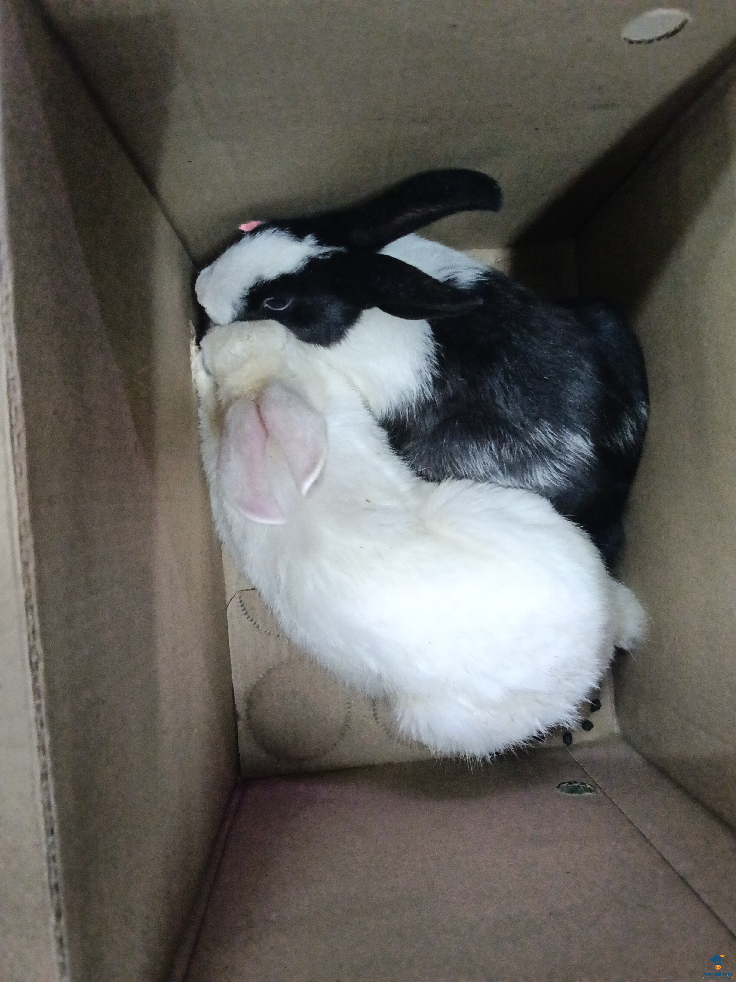 Semi adults guaranteed male and female 