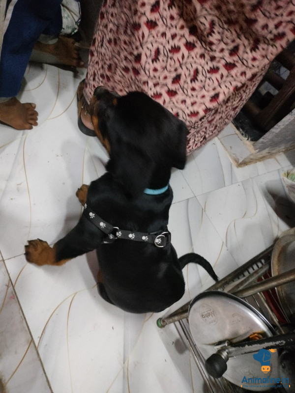 Rottweiler 4 months baby female