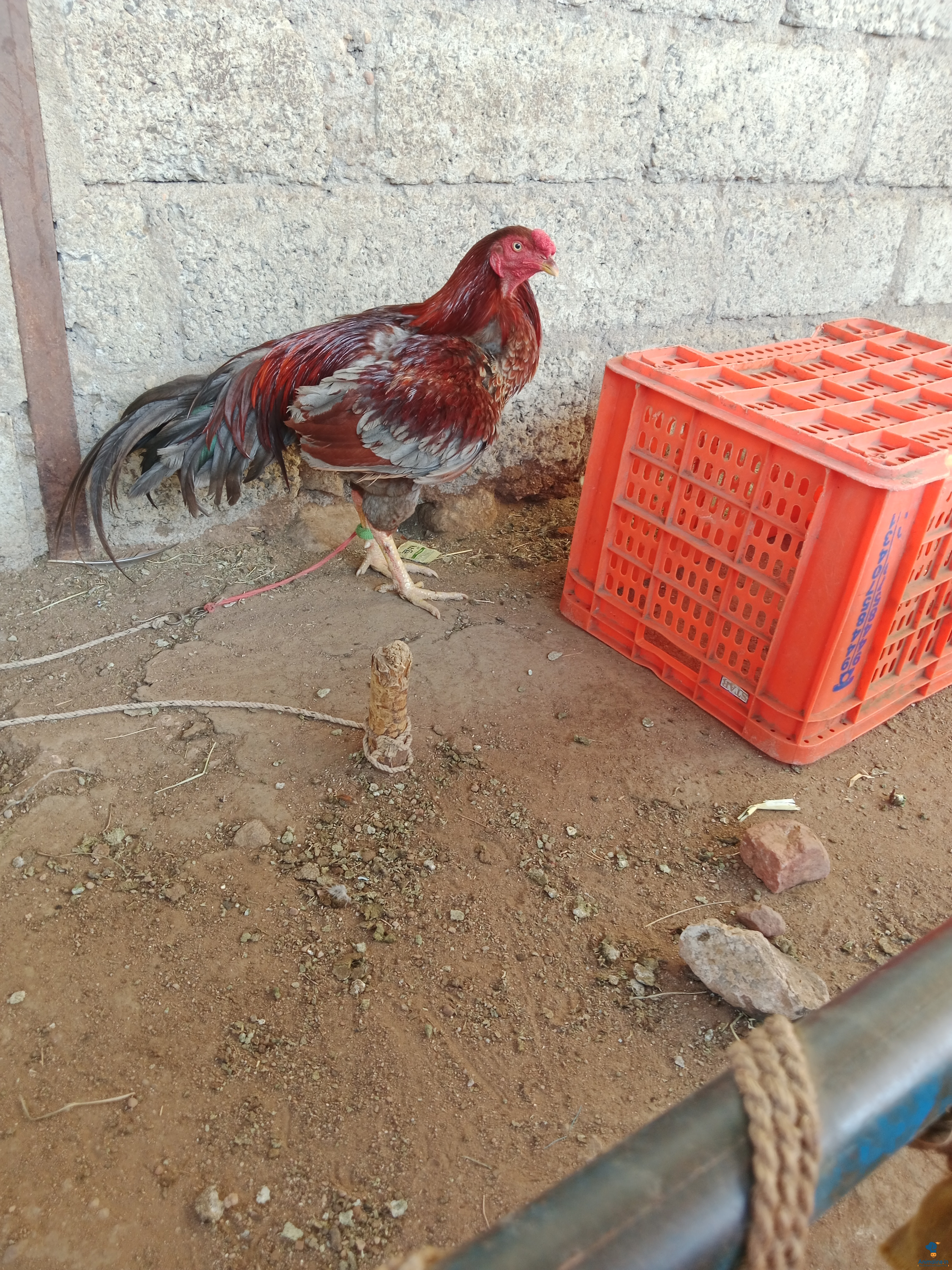 ಕೋಳಿ ಮಾರಾಟಕ್ಕಿದೆ 