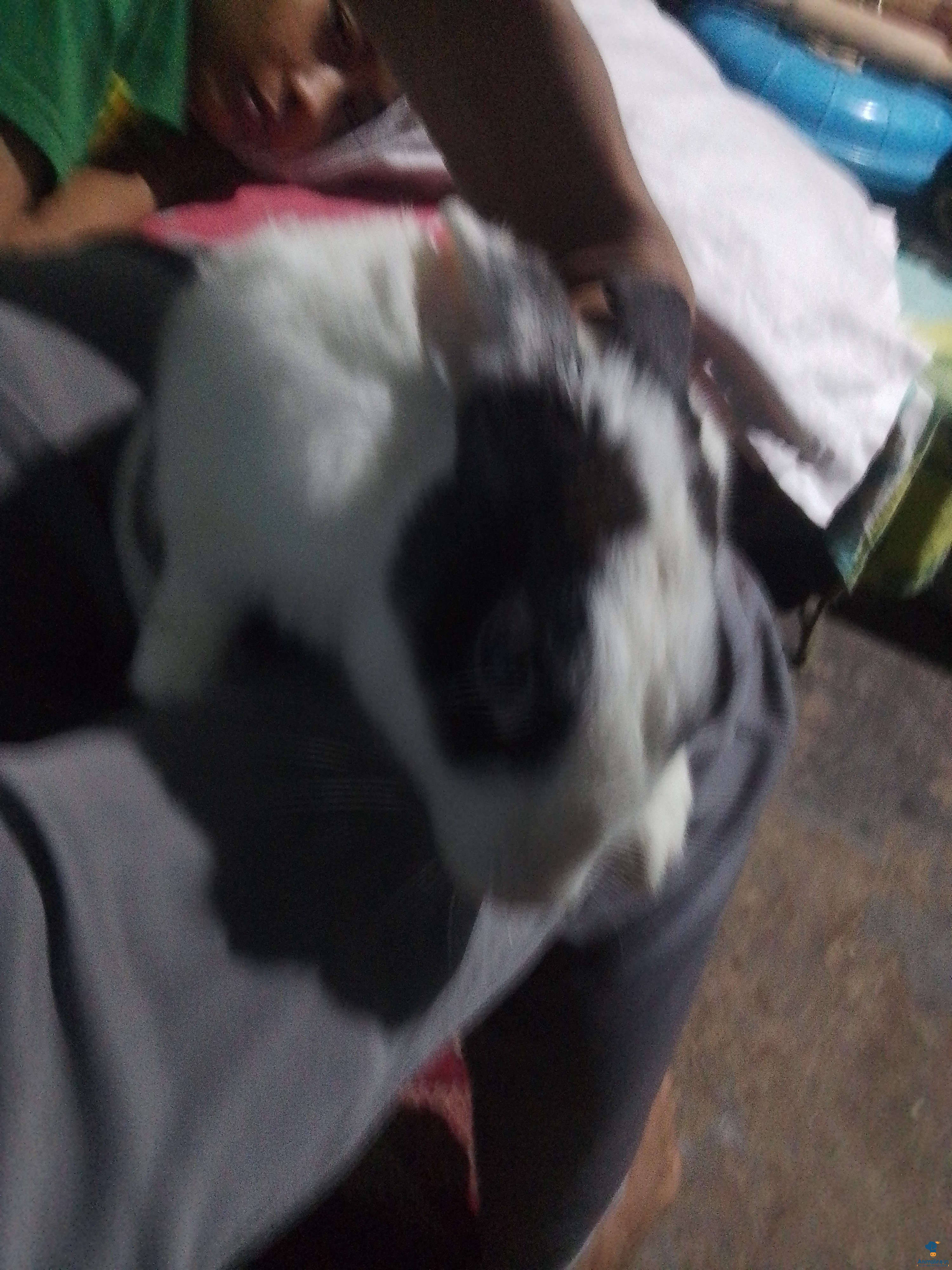 Premium  Rabbit for Adoption