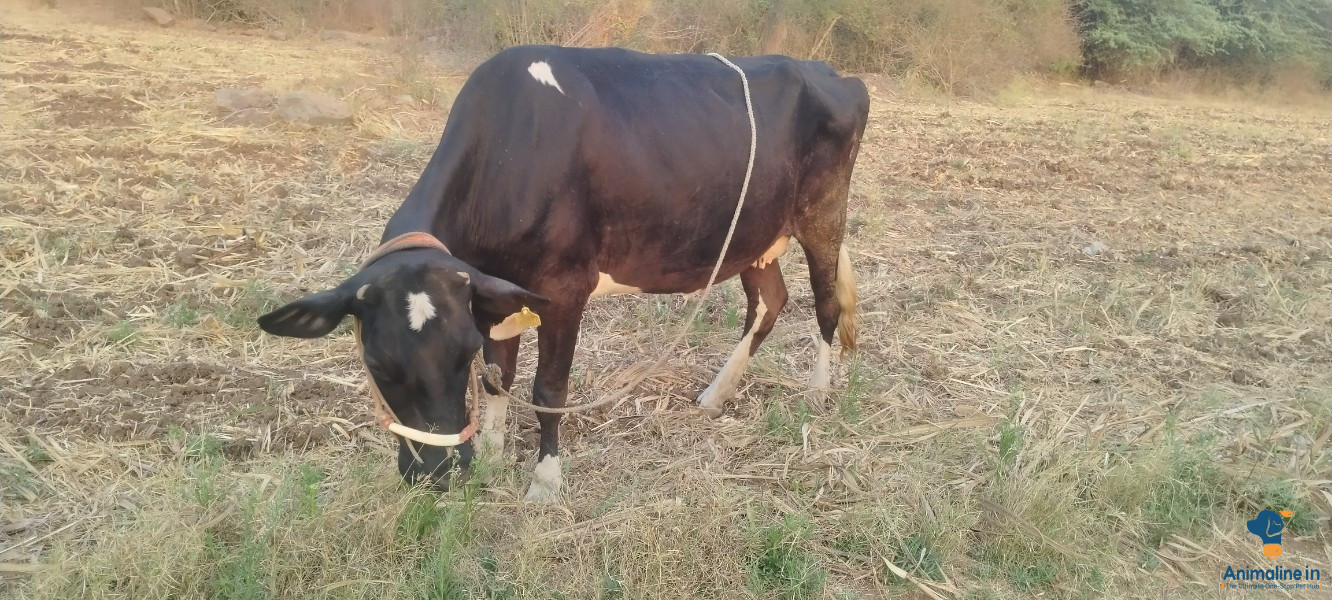 ಪ್ರೀಮಿಯಂ  Cow {}