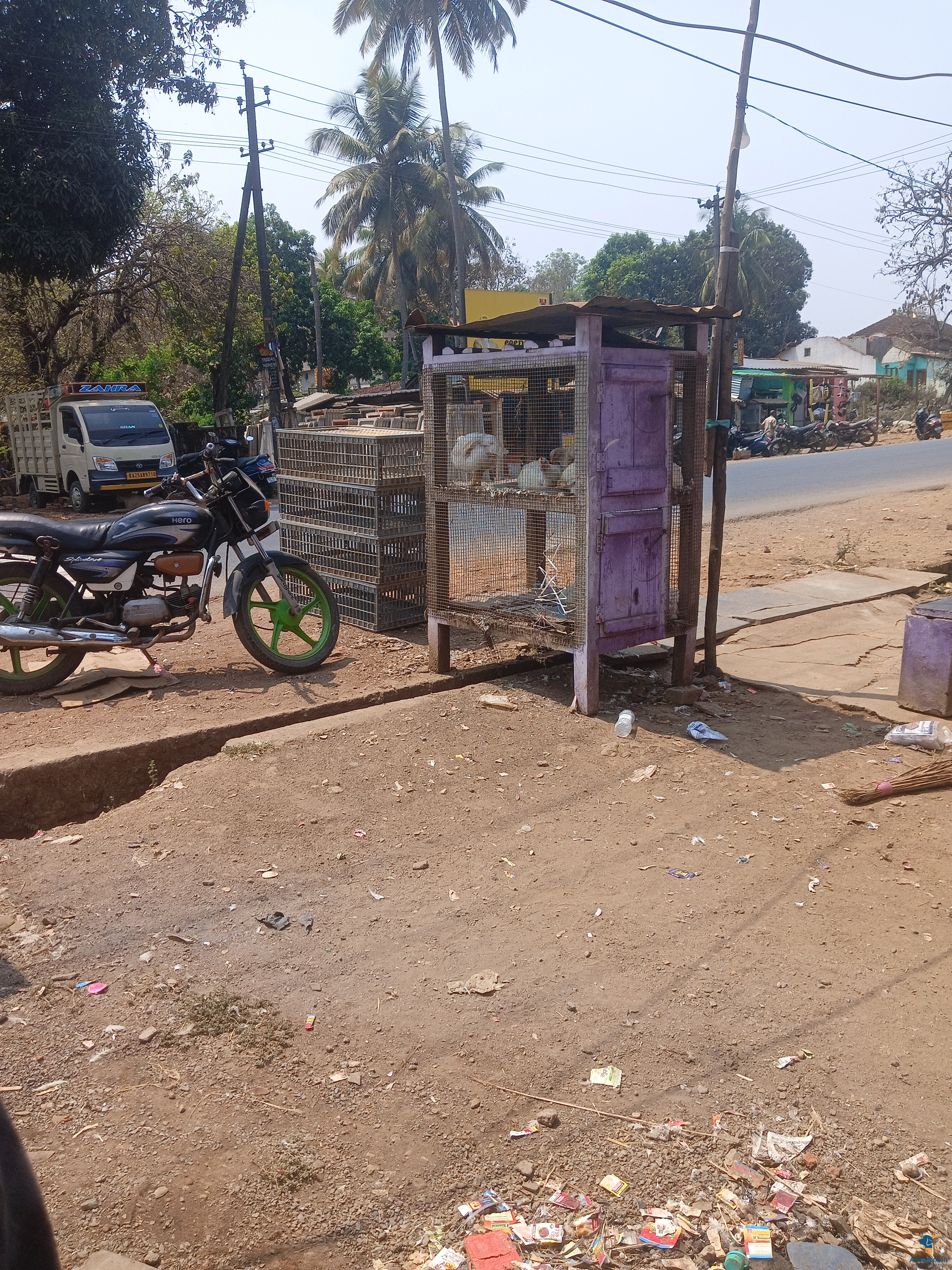 ಮಾರಾಟಕ್ಕಿದೆ ಆರೋಗ್ಯಕರ ಪುರುಷ Aseel