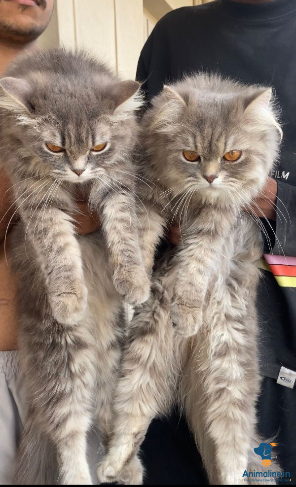 Friendly two persian cat for urgent sale