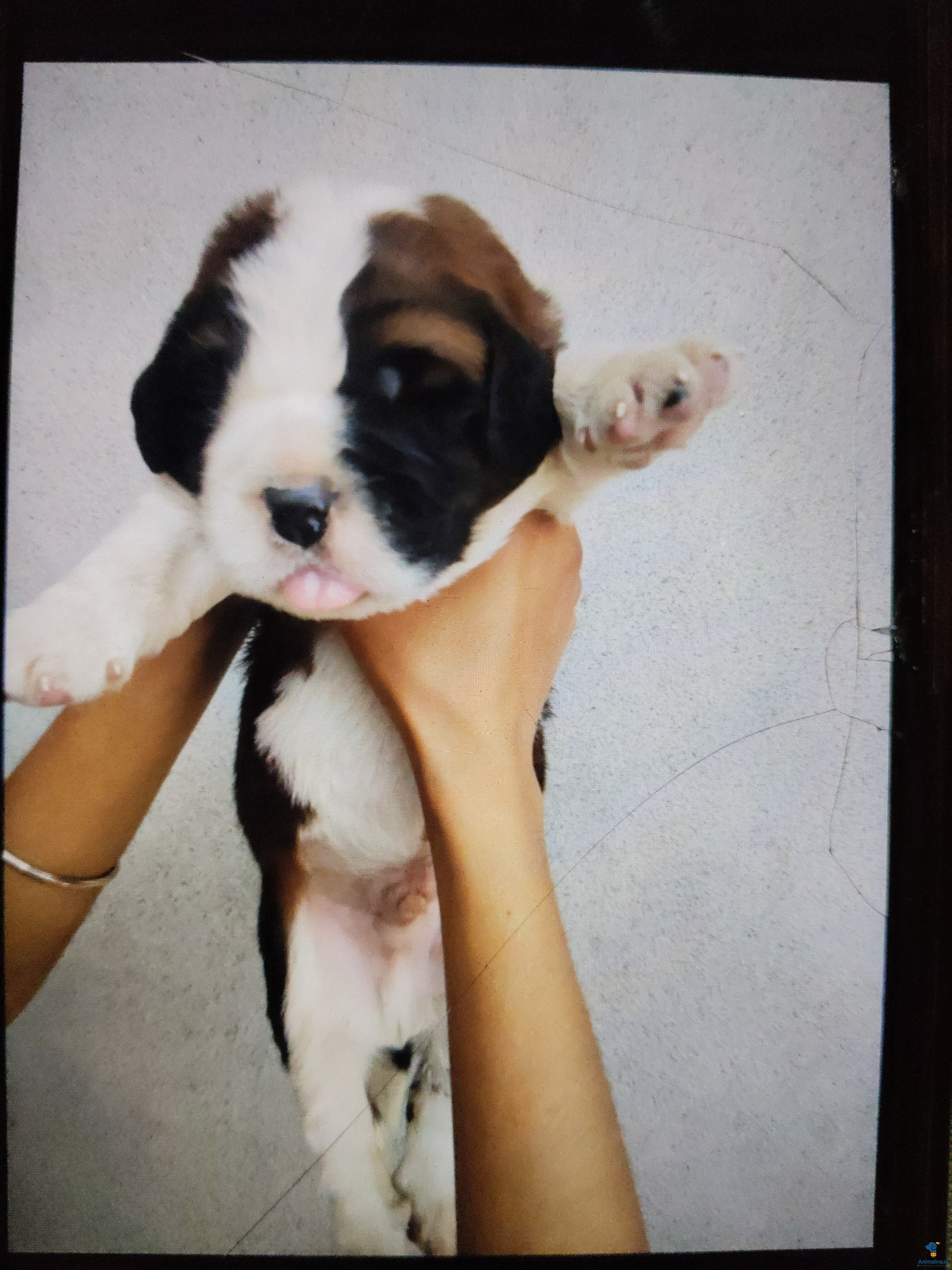 15 daysold healthy puppy good puppy