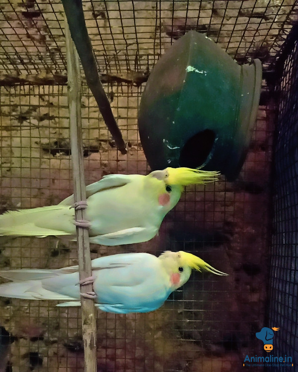 1.5 year confirm breeding pair 