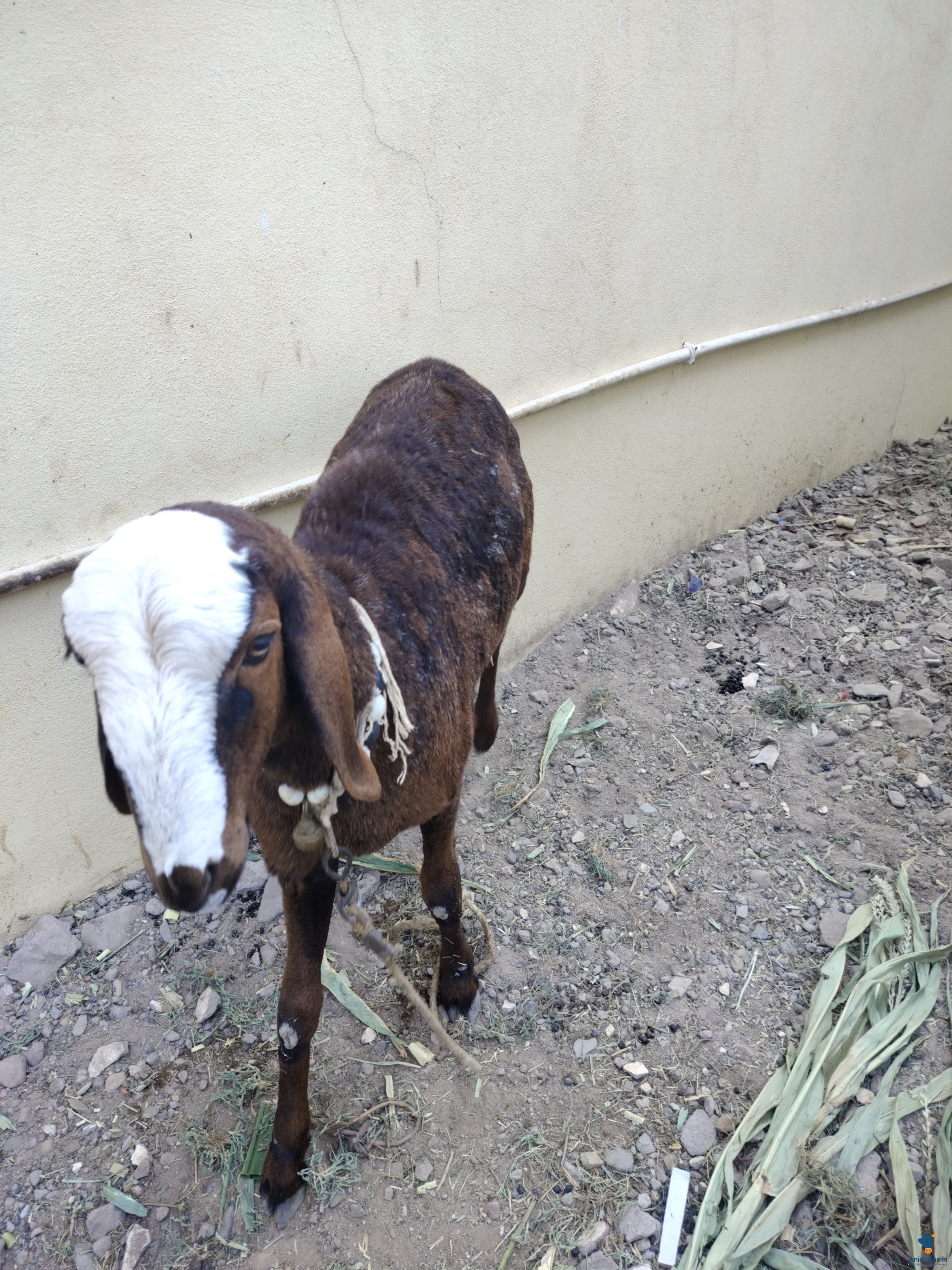 Healthy and Active Male Bellary for Sale