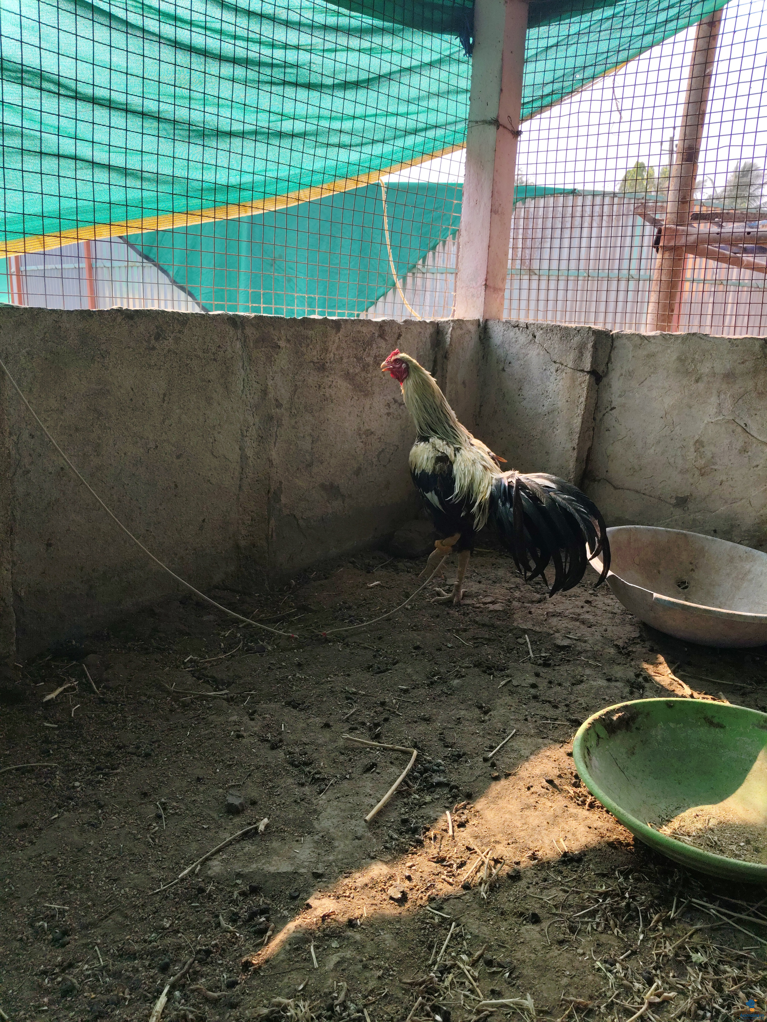 1.2 year old Aseel roaster 