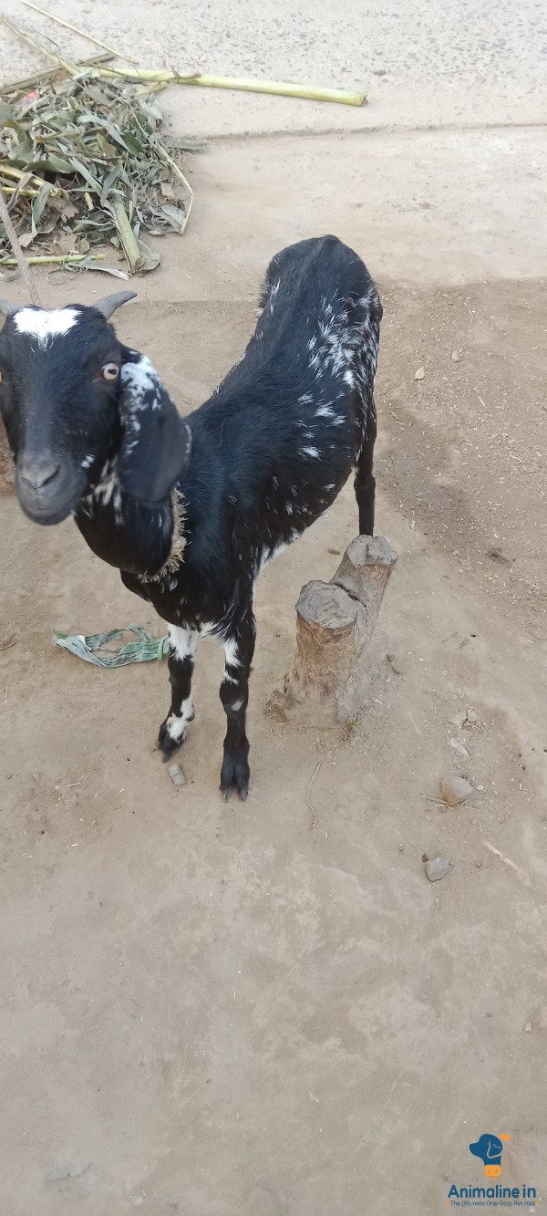 2साल महिला बकरी 