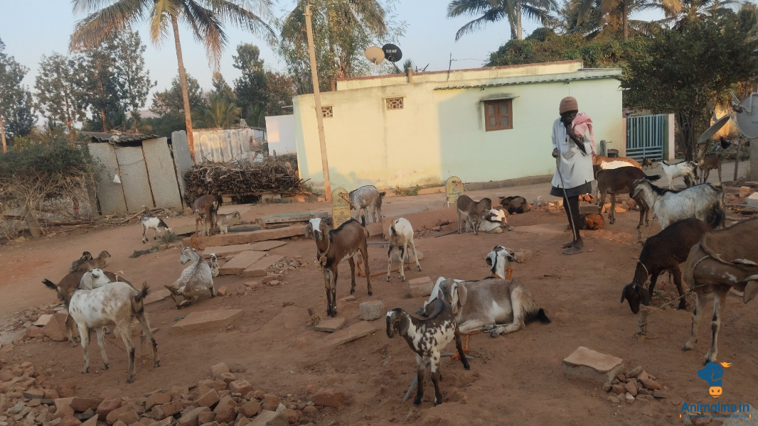 ಮಾರಾಟಕ್ಕಿದೆ ಆರೋಗ್ಯಕರ ಪುರುಷ ಮತ್ತು ಮಹಿಳೆ Others