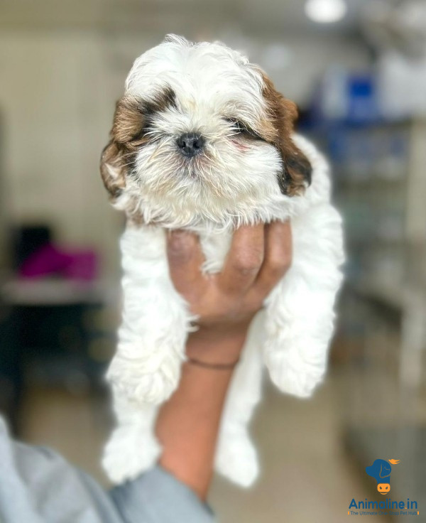 1 nd half month puppy