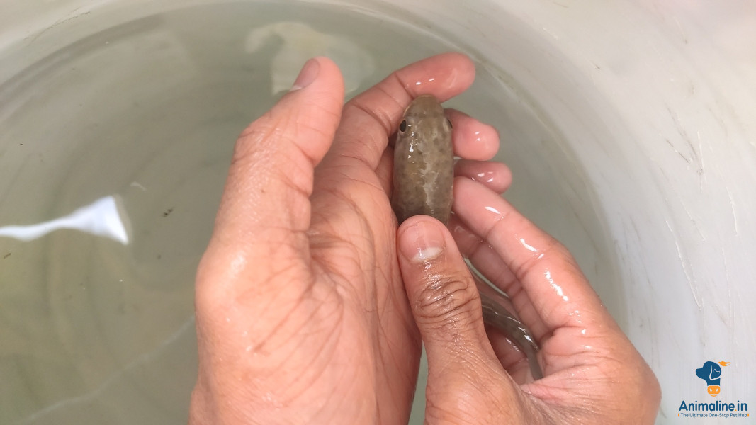 7 moth snakehead fish 