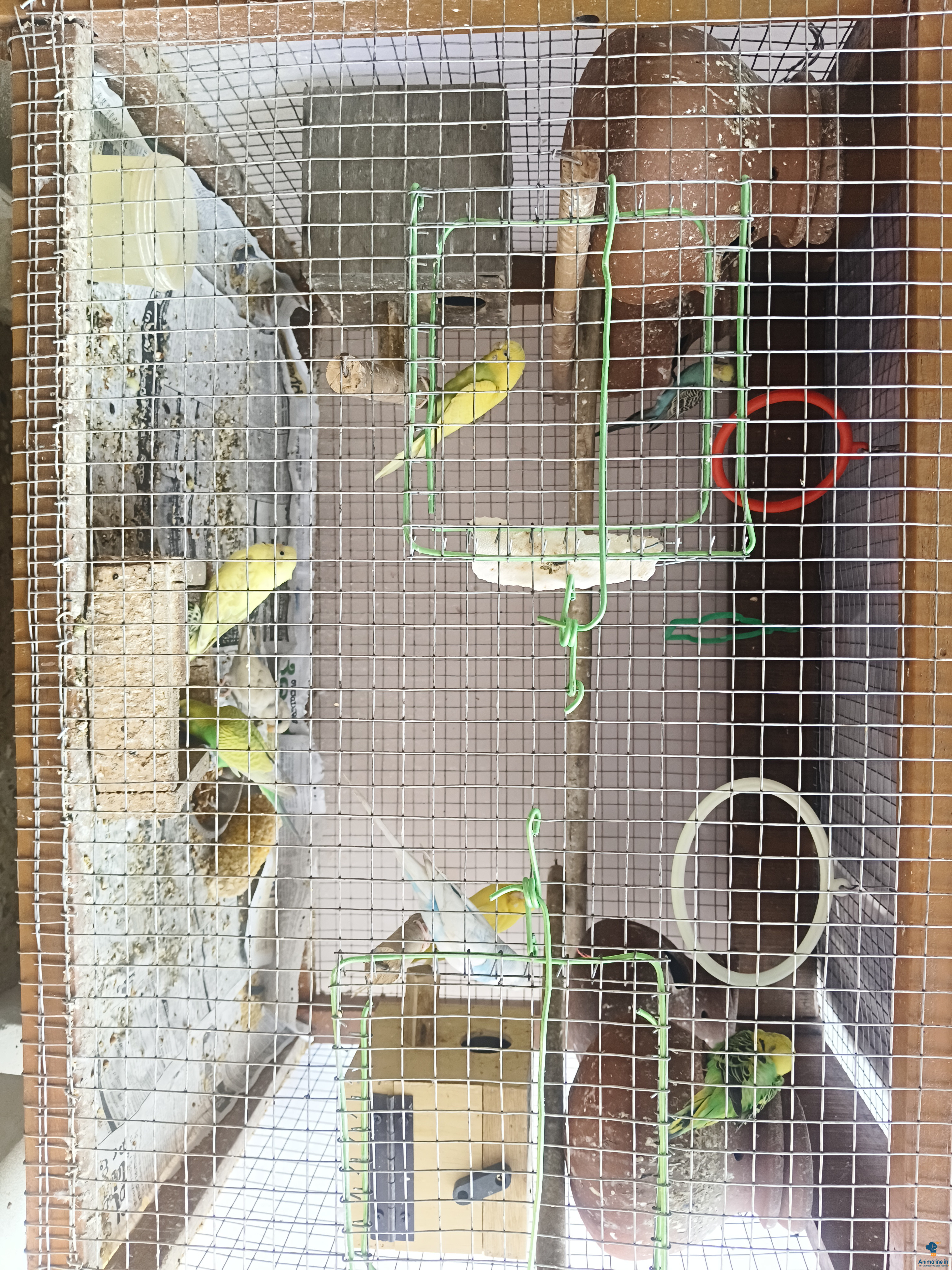 Show budgies available all colours 
