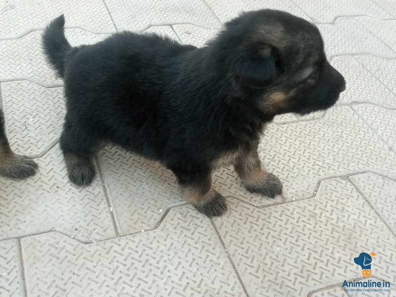 German shepherd dog 1 male for sale