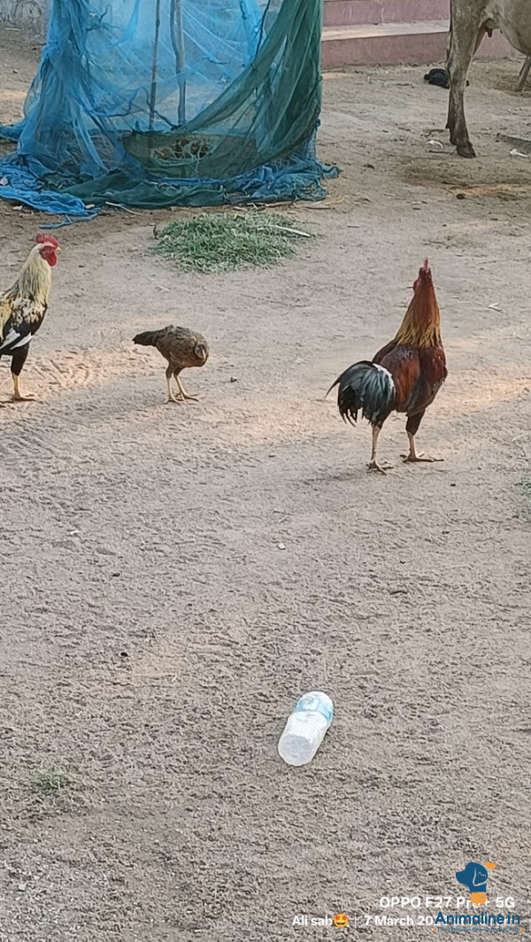 Premium Desi Murgi or Nati Kohli Hen for Adoption
