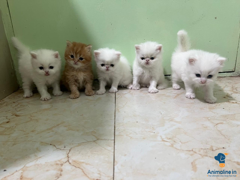 Pure persian kitten