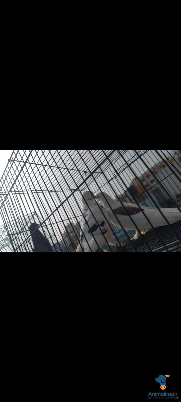 White high flying tara  2 pegion take two get one free