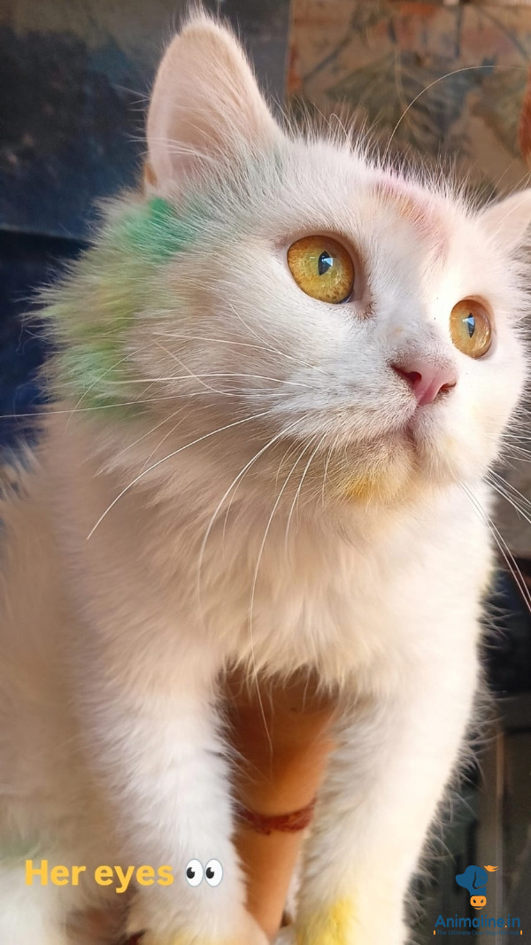 11 month old adult Persian female cat 