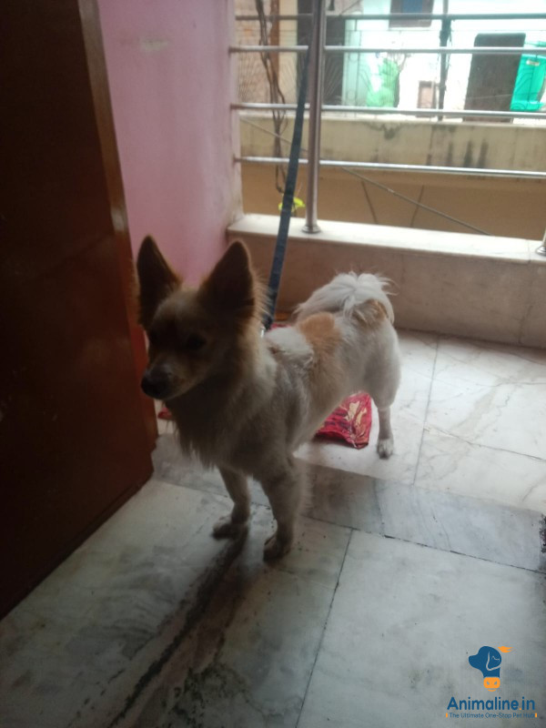 Do saal ka ho gaya kutta