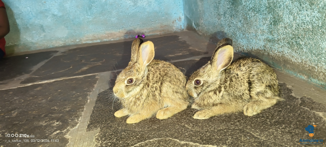 Premium  Rabbit for Adoption 