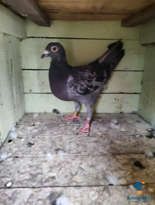 3 years old pigeon 