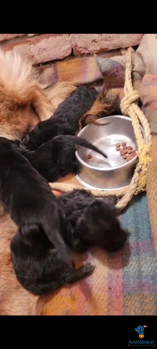 Healthy and Active Male&Females German Shepherd Dog for Sale