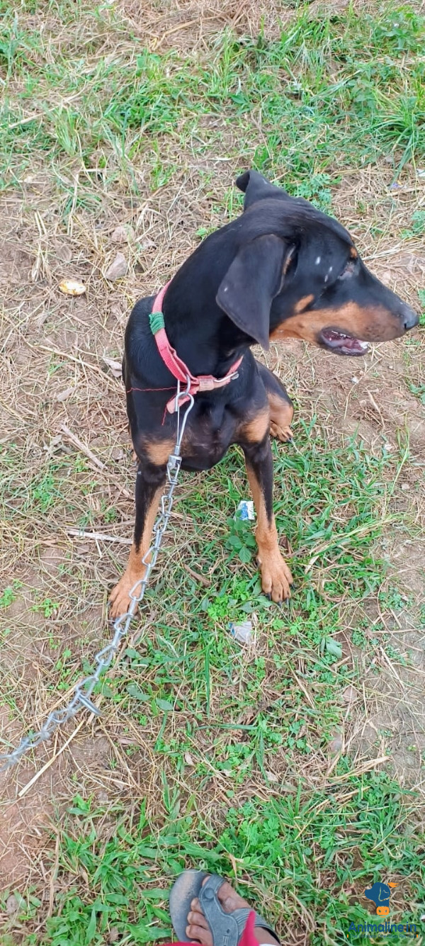 Trained Dog - Perfect Family Pet