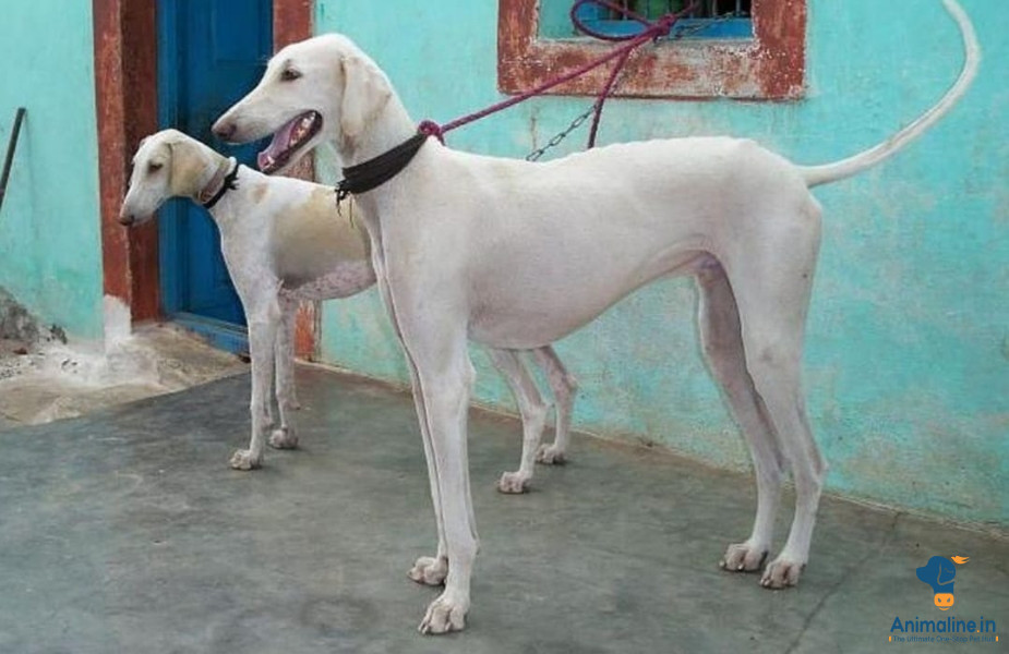 Premium Mudhol hound Dog for sale Best price 