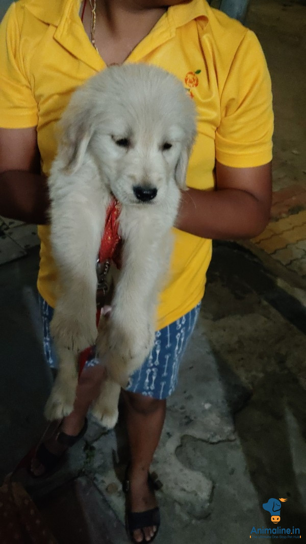 35 day golden retriever female puppy 