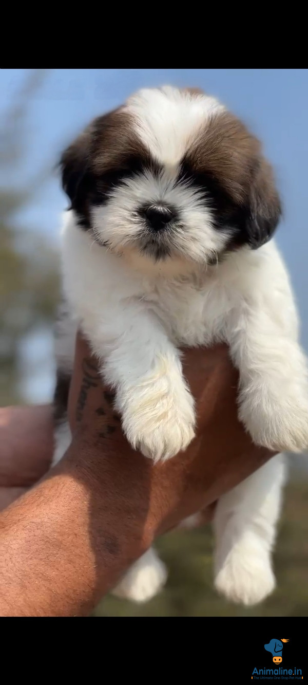 Beautiful Male&Females Shih Tzu looking for a Home
