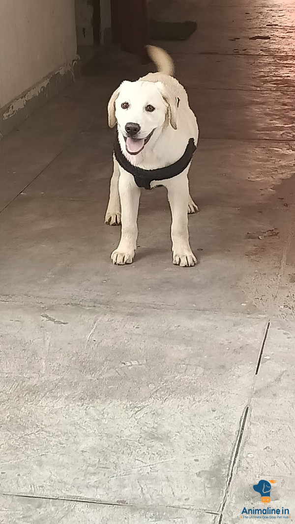 Healthy and Active Female Labrador Retriever for Sale