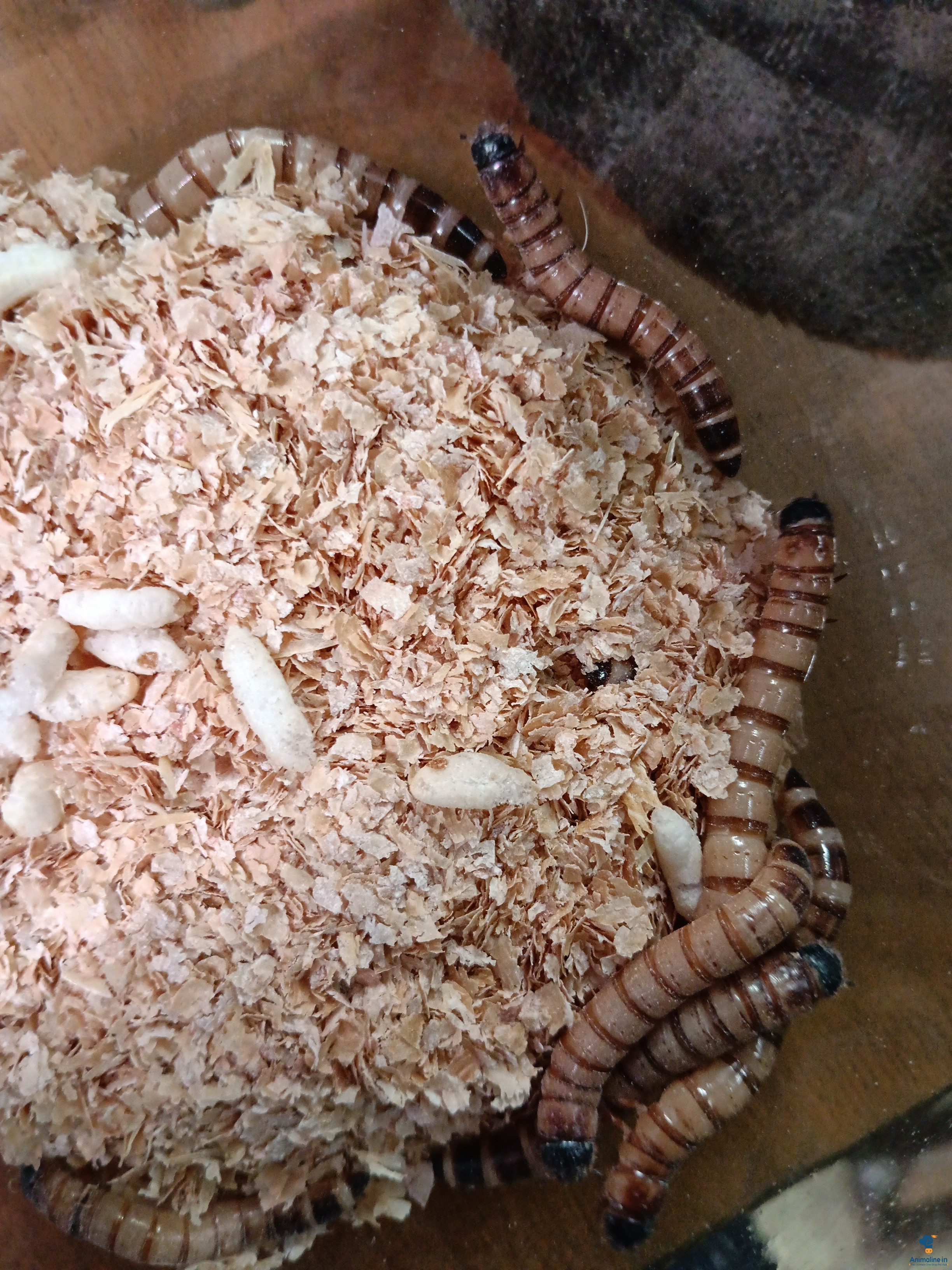 It's a best proteinated food for exotic birds,fishes,10 each