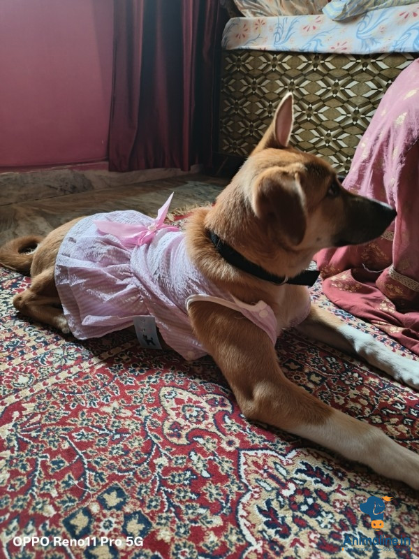 Friendly / smart and sharp mind learn things easily/playfull