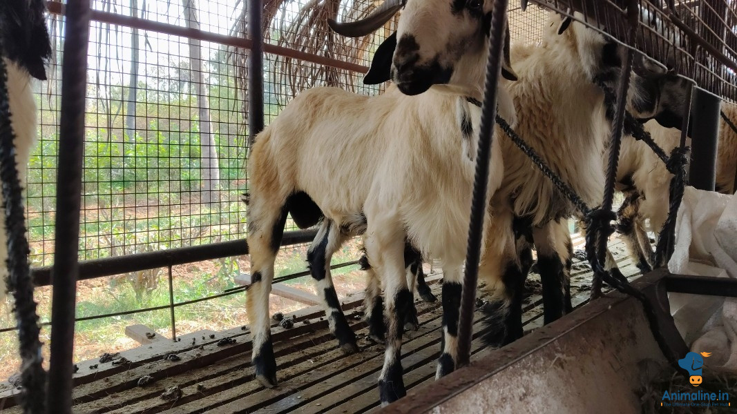 1 and half year sheeps fol sale only Batch will be for sale