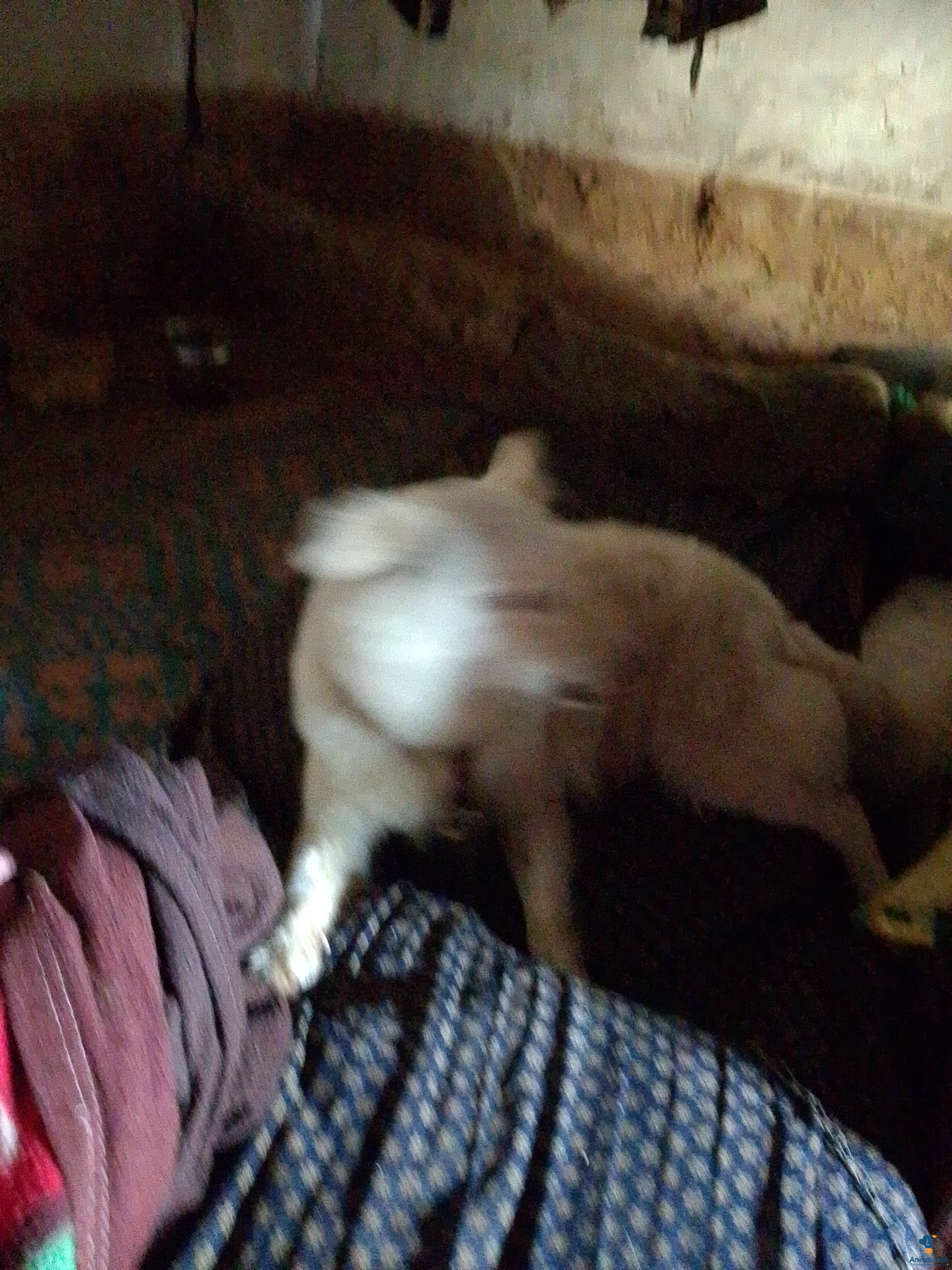 2 ವರ್ಷದ ನಾಯಿ 