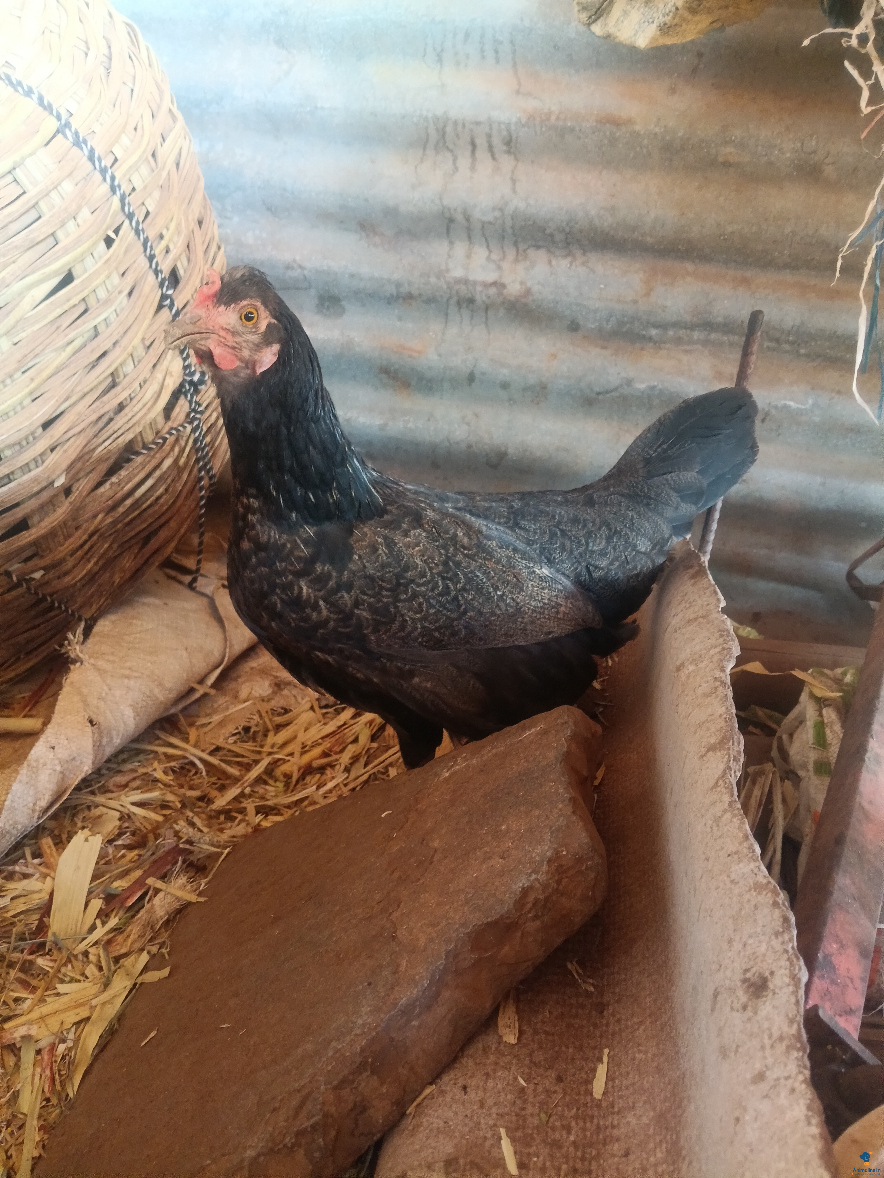 Healthy and Active Female Others for Sale