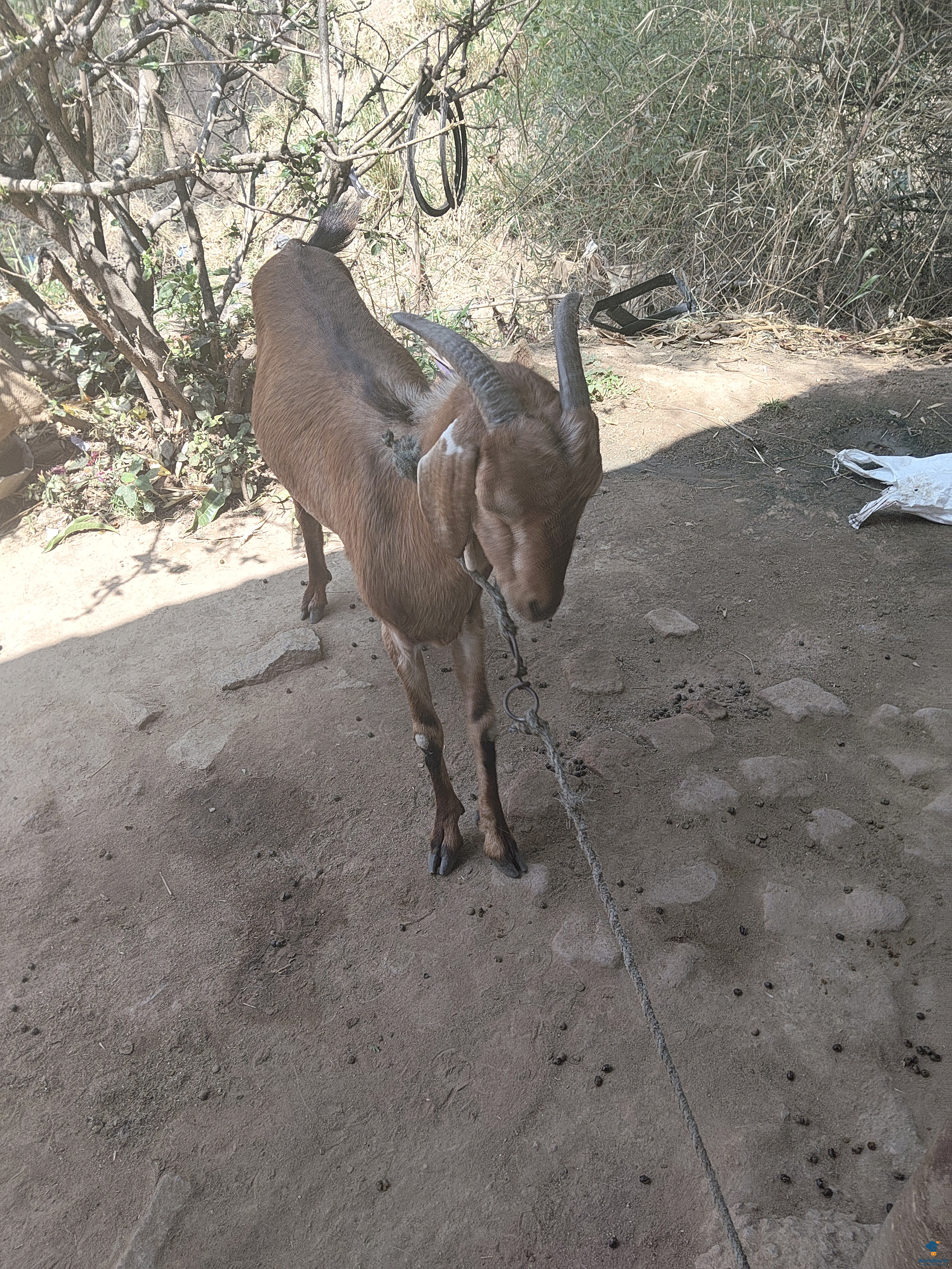 ಮಾರಾಟಕ್ಕಿದೆ ಆರೋಗ್ಯಕರ ಪುರುಷ Others