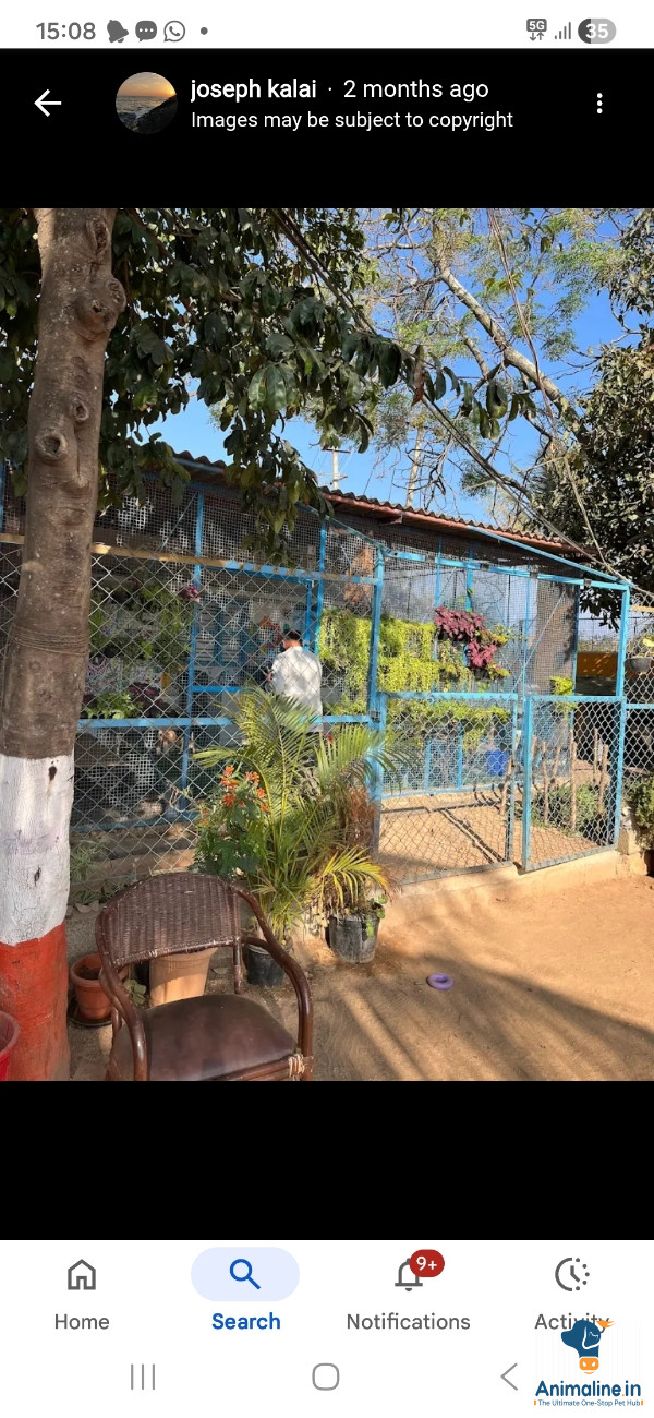 A trusted dog boarding kennel with spacious rooms, play zone