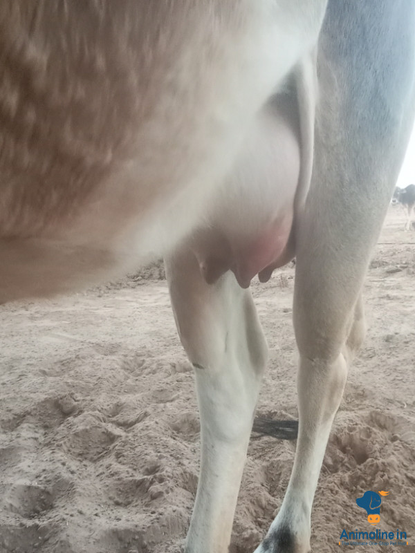 गाय बेचनी है 