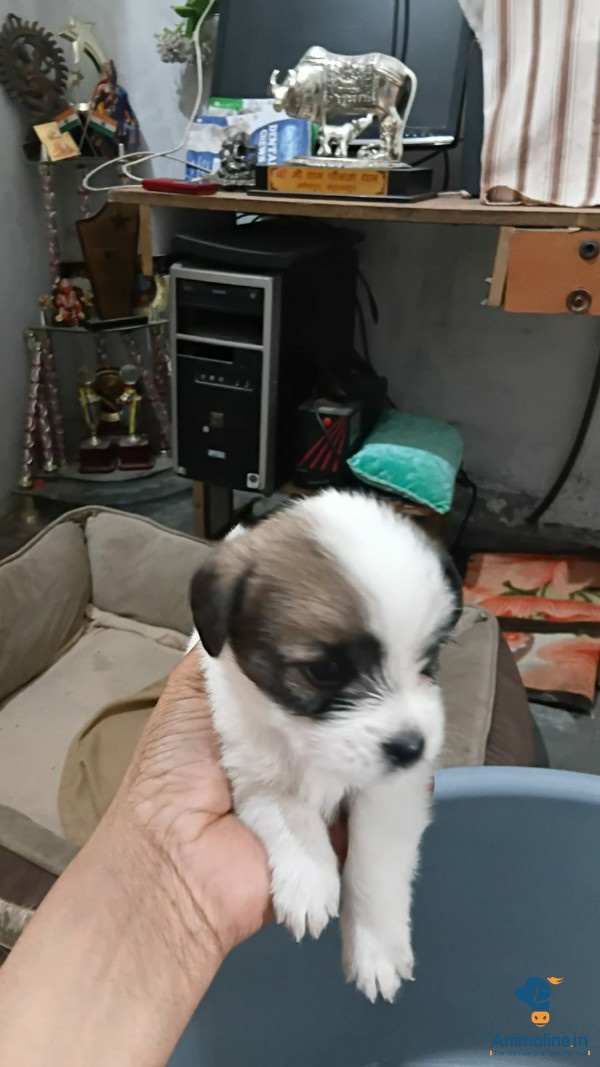 Healthy and Active Male&Females 1 month Shih Tzu for Sale