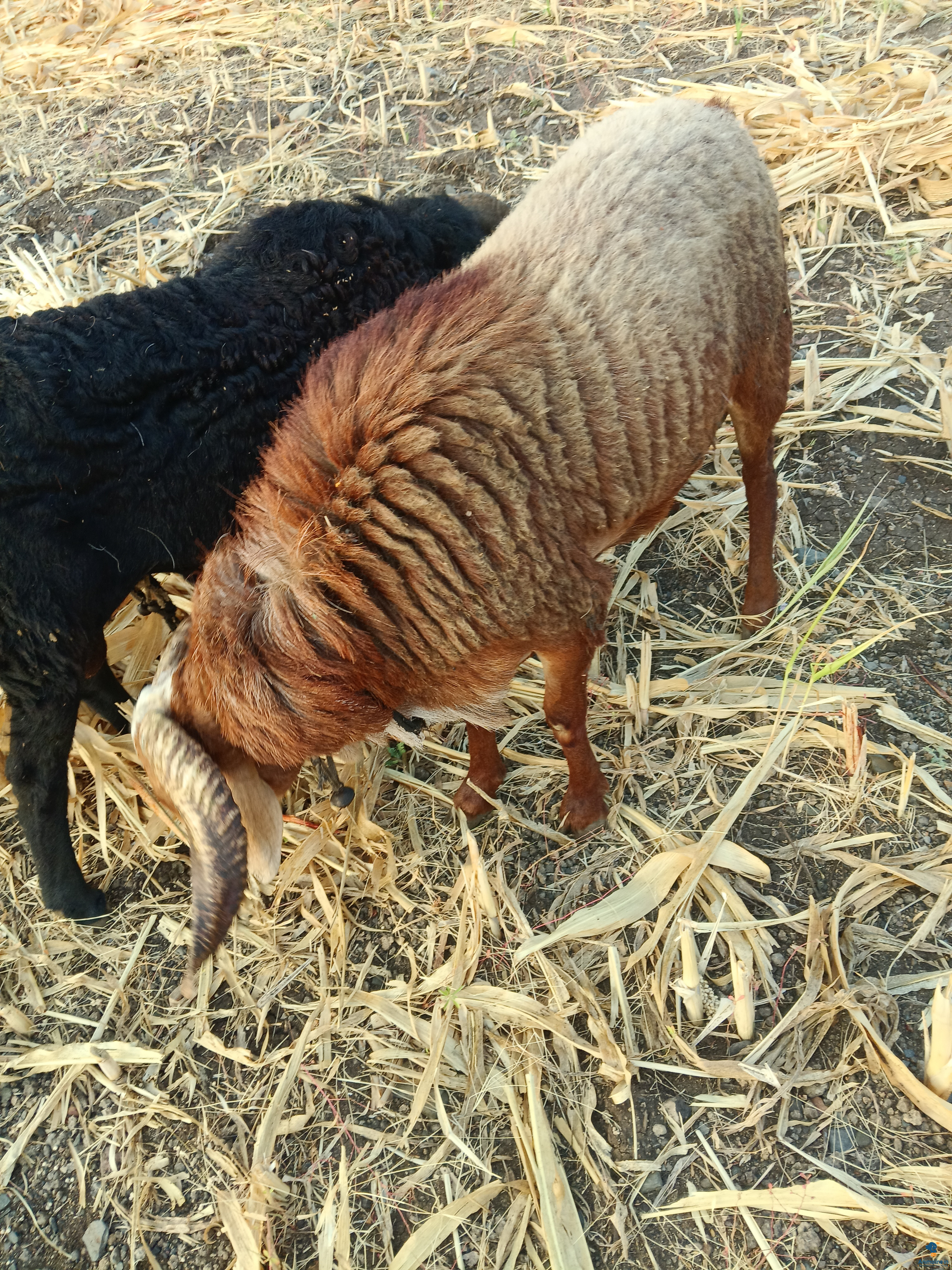 ಮಾರಾಟಕ್ಕಿದೆ ಆರೋಗ್ಯಕರ ಪುರುಷ Others