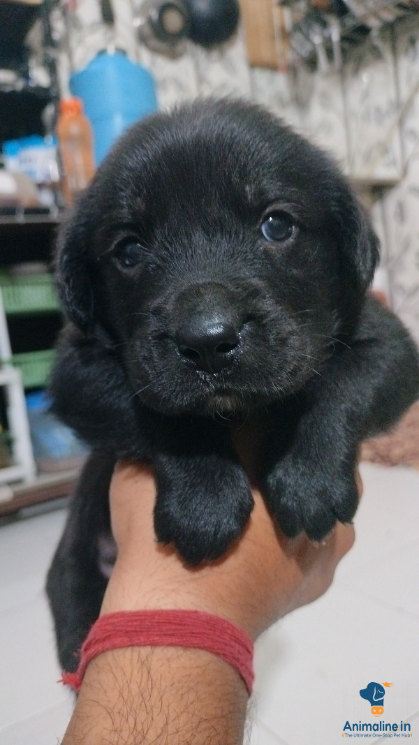 1 month old female black retriever 