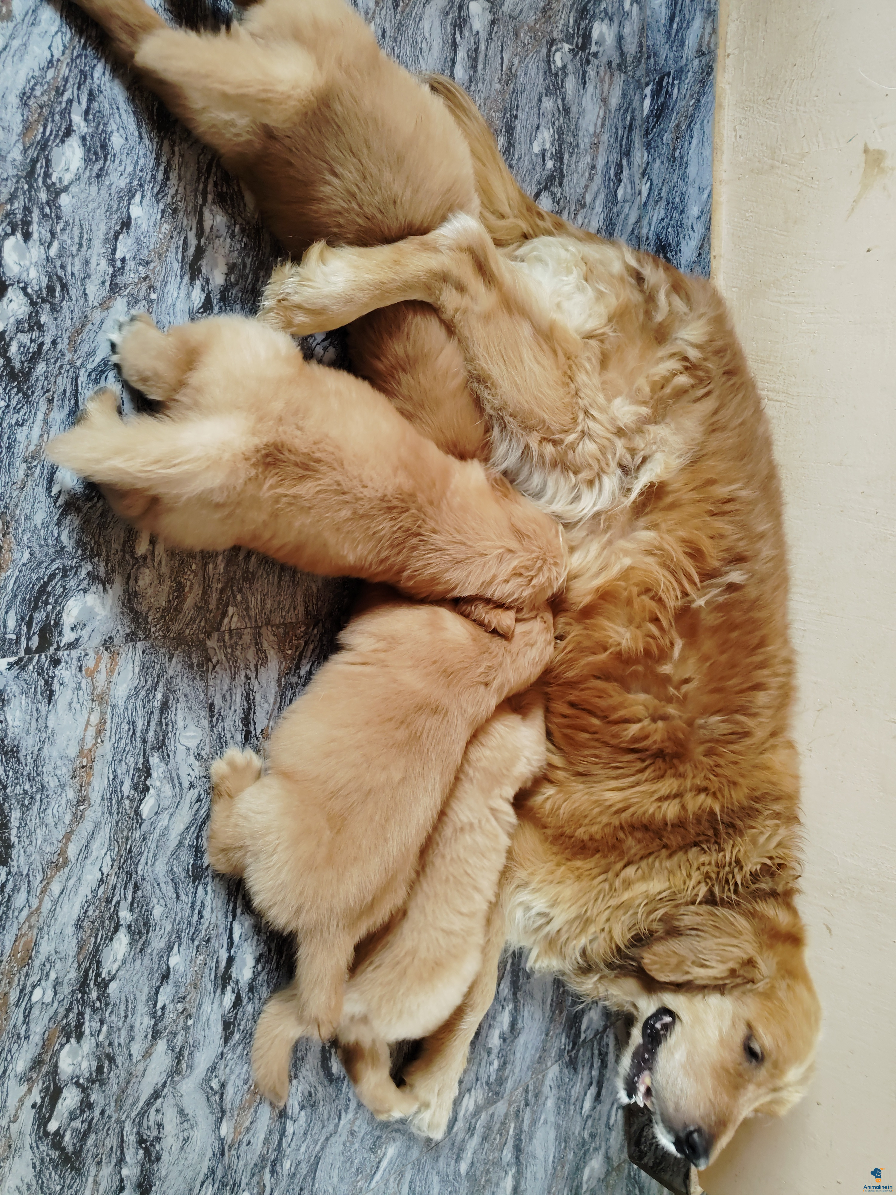 SHOW QUALITY GOLDEN RETRIVER DARK PUPPIES 