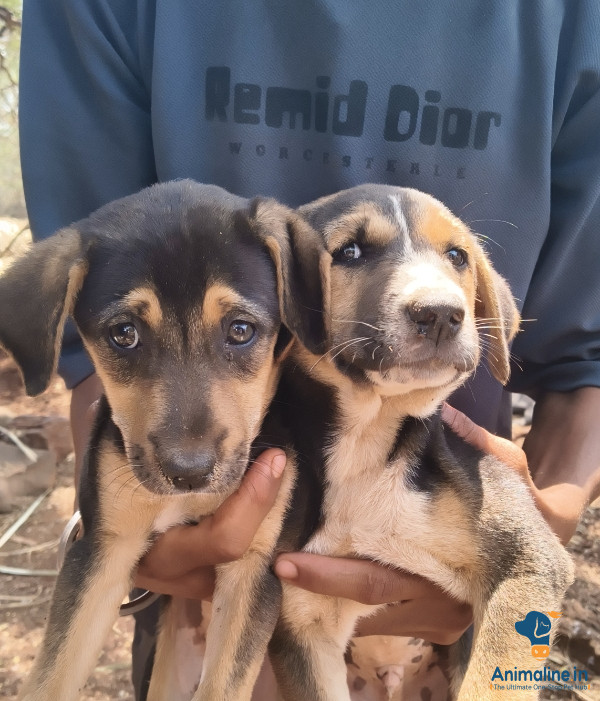 Healthy and Active Male Rottweiler for Sale