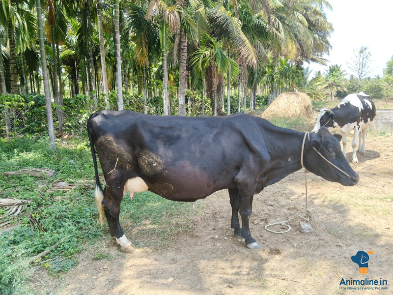 4ನೆಯ ಸೂಲಿನ ಹಸು..