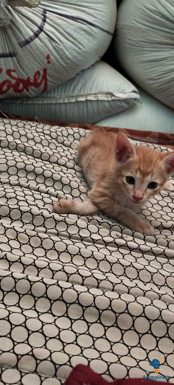 Healthy and Active Female  for Sale