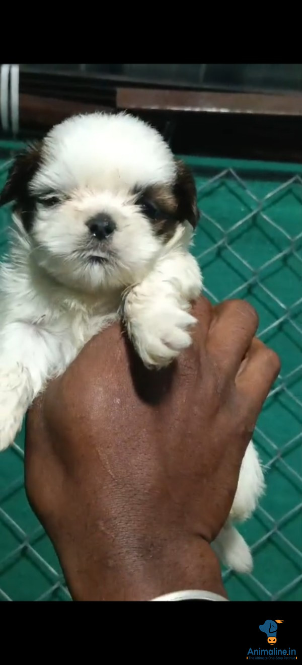 Best quality papie available