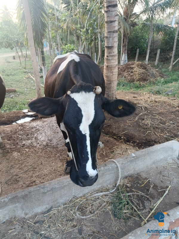 Healthy and Active   for Sale