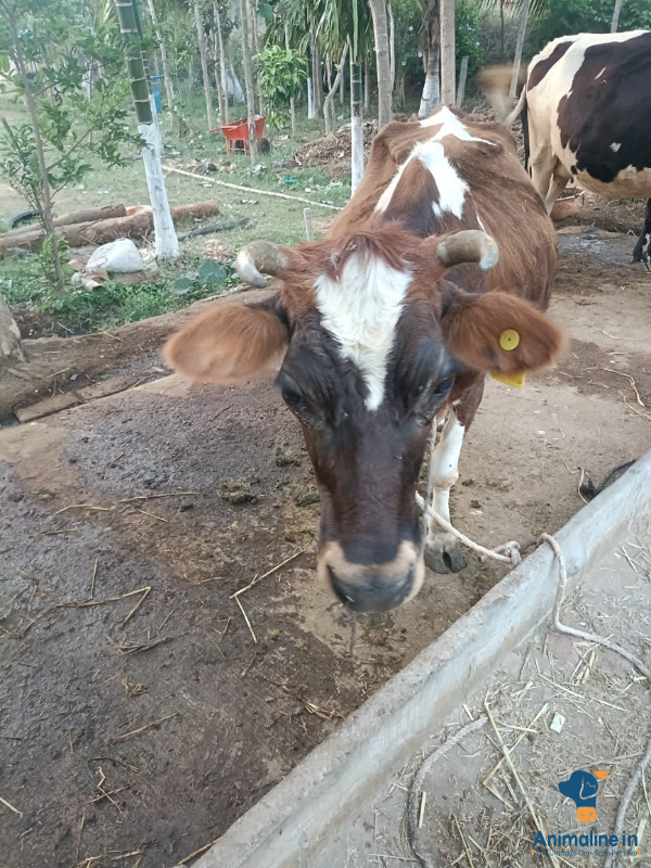 Healthy and Active   for Sale