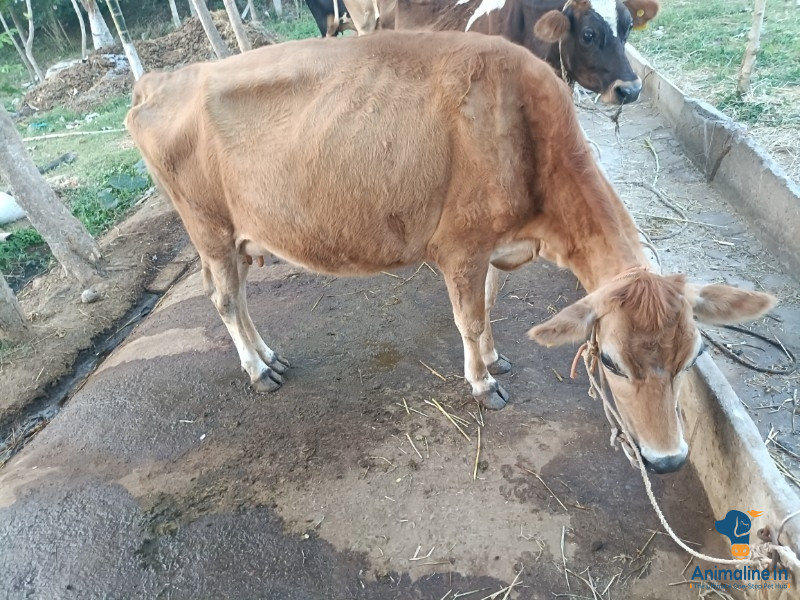 Healthy and Active   for Sale